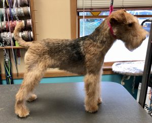 Hand stripping outlet airedale terrier